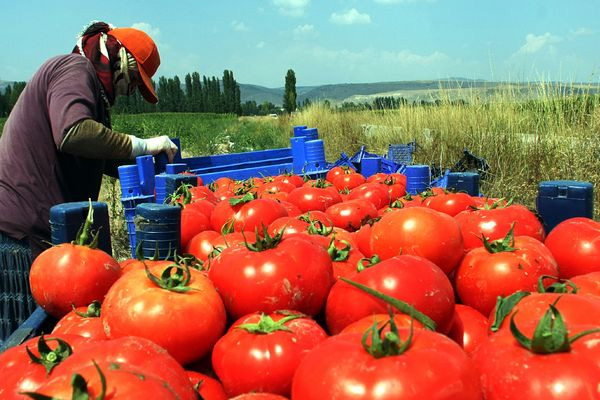 Domates ihracatımız yüzde 40 arttı