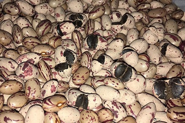 Van'da Afyon sakızı ele geçirdi!