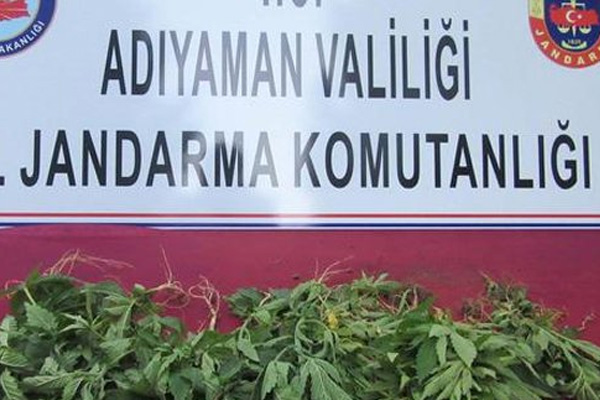 Fıstık tarlasından kenevir çıktı