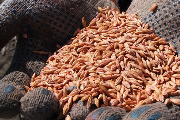 Türkiye, Rusya'dan alınan buğdaya yeni kısıtlamalar getirdi