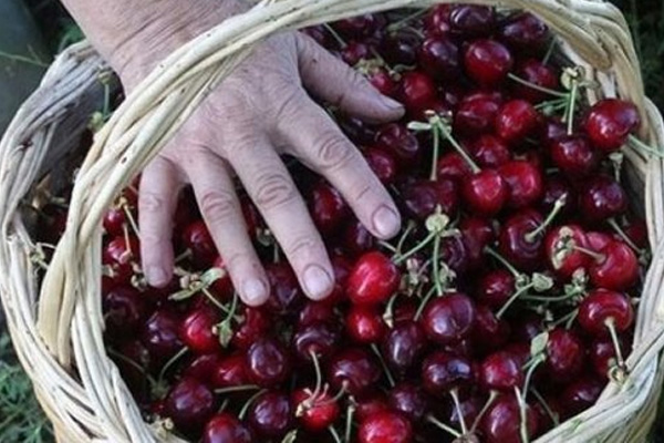 Fransa'dan Türk kirazına yasak