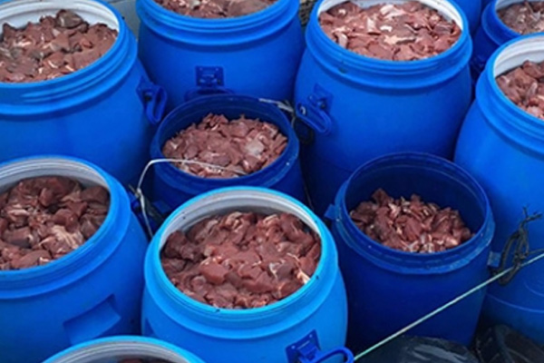 Aydın'da satışa hazır 5 ton domuz eti ele geçirildi