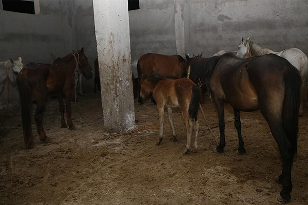 Adana'da kaçak at kesimi deposuna operasyon