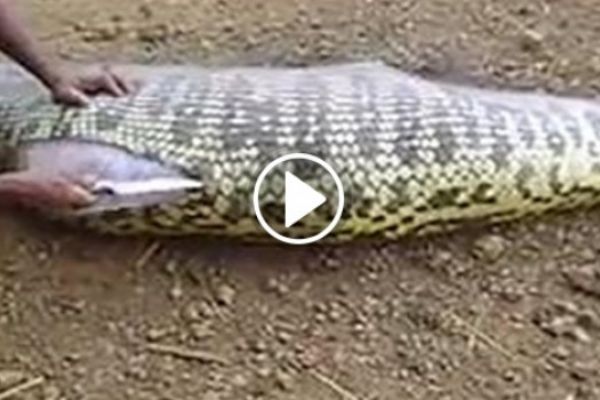 Dev yılanın içinden çıkanlar izleyenleri şoke etti!