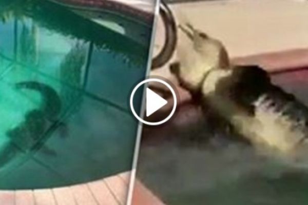 Yüzme havuzundaki 2,5 metrelik timsahı böyle yakaladı