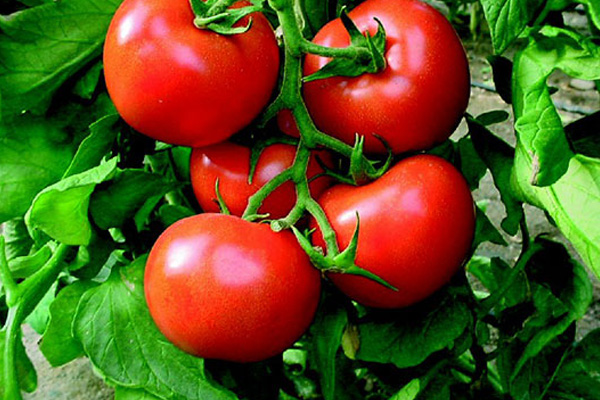 Rusya'dan Türk gıda ürünleriyle ilgili açıklama: Domates hariç...