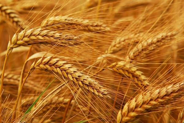 Rusya'dan buğday ithalatı açıklaması