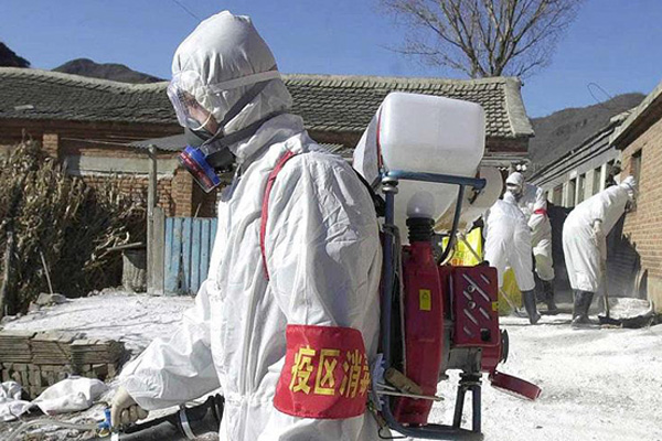 Çin’de kuş gribi yine hortladı