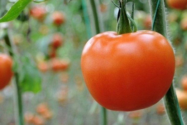 Rusya, Türkiye'den 3 yıl daha domates almayacak