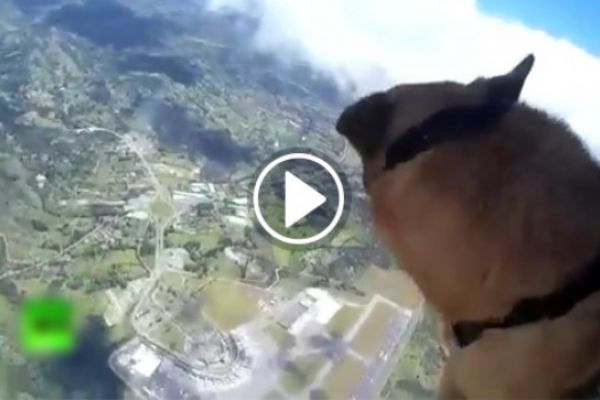 Askeri köpekler paraşütle atlama eğitiminde