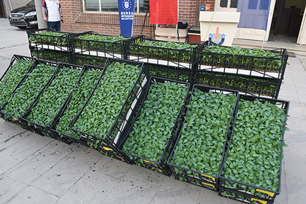 Bursa dünyaya hibrit biber ihraç edecek