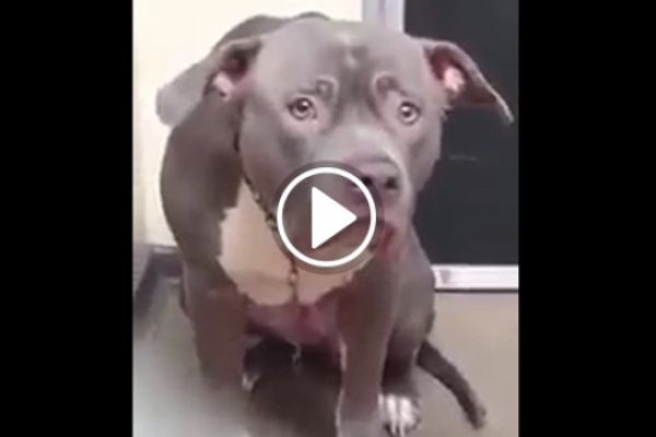Terk edilen köpeğin yürek burkan videosu