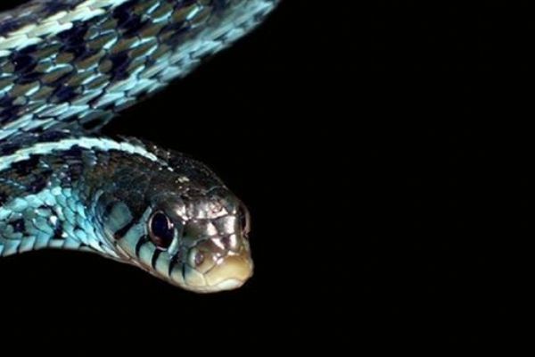 Malatya'da kekik toplarken yılan soktu