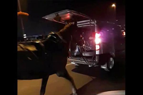 İstanbul E-5 karayolunda yürek sızlatan görüntü | Video