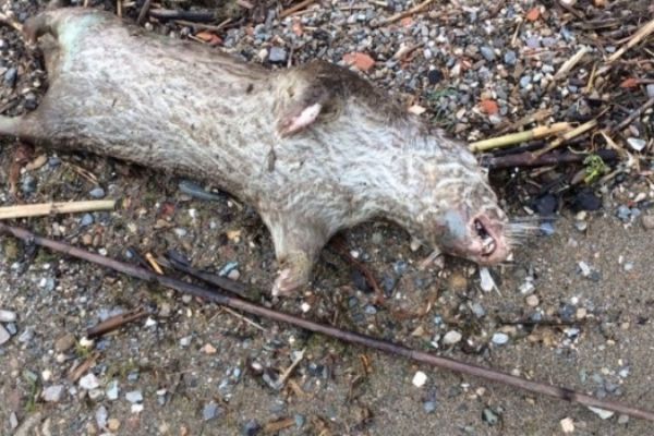 İznik Gölü'nde telef olan su samuru kıyıya vurdu