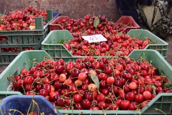 İstanbul'un kirazı Sakarya Vadisi'nden