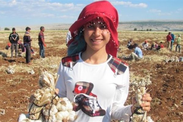 Araban Ovası 20 bin kişiye iş umudu oldu