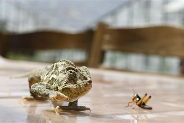 Kırmızı etten daha pahalı böcek