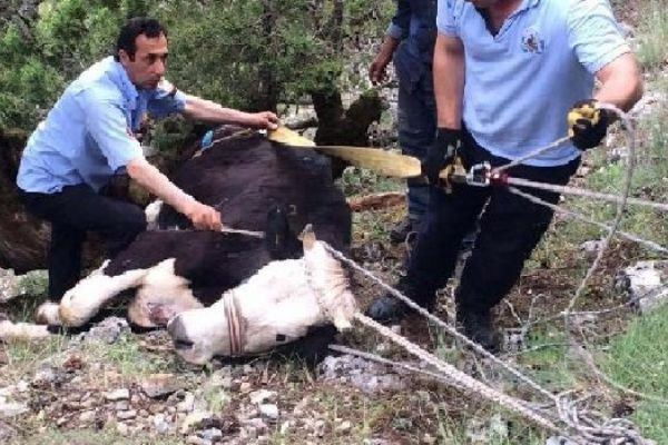 Denizli'de uçurumdan yuvarlanan ineği, itfaiye kurtardı