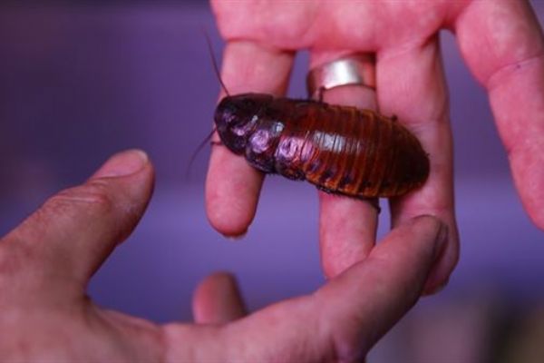 Hamam böceğinin tanesini 4 liradan satıyor