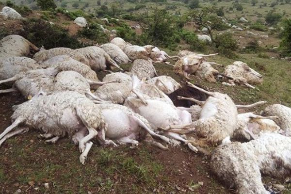 Yıldırım düştü, 73 koyun telef oldu