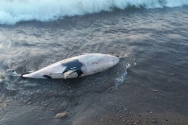 Cide'de sahile ölü yunus vurdu