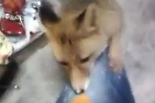 Tilkiyle arkadaş oldu: Cipsle besliyor