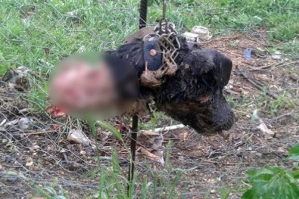 Bilecik'te 30 köpeği telef eden esrarengiz hayvan