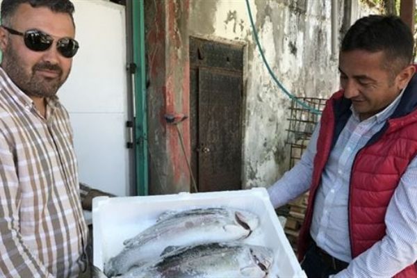 Karadeniz somonu Norveç'e rakip