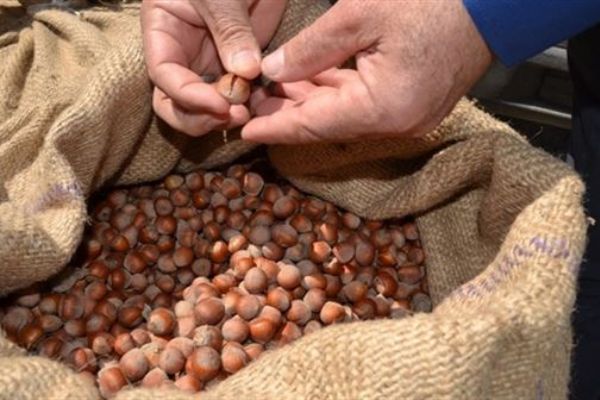 Pazara 401 bin ton fındık indi