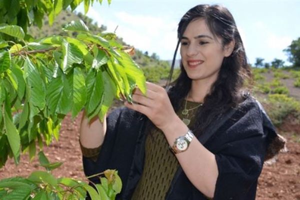 Yaprağı meyvesinden pahalı