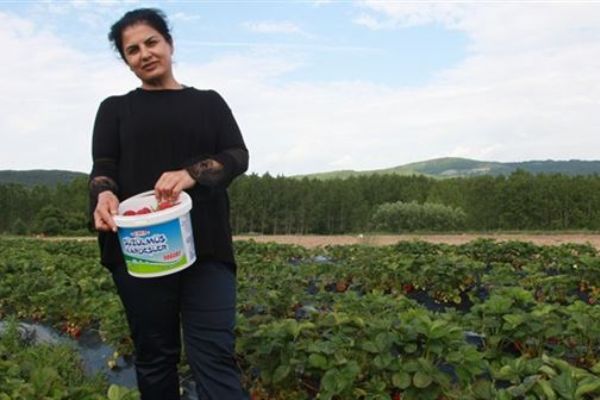 Kırklareli'de köylü kadınlar çilek üretiminde söz sahibi olmak istiyor