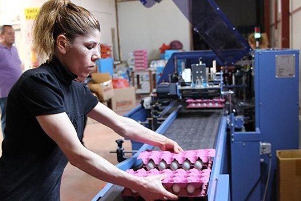 Bandırma saniyede 29 yumurta üretimi yapıyor