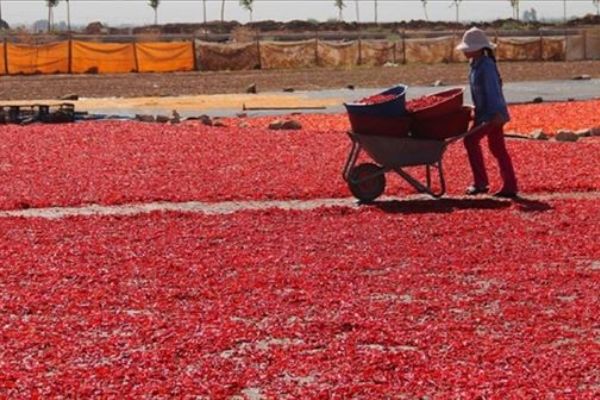 Şanlıurfa'da pul biber ve isotun fiyatı yarıya ucuzladı