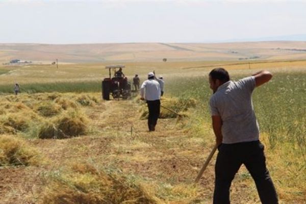 Diyarbakırlı çiftçiler mercimekten umutlu