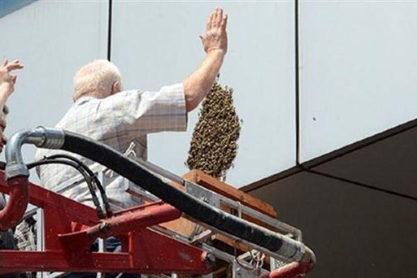 Zonguldak'ta banka duvarındaki arıları çıplak elle topladı