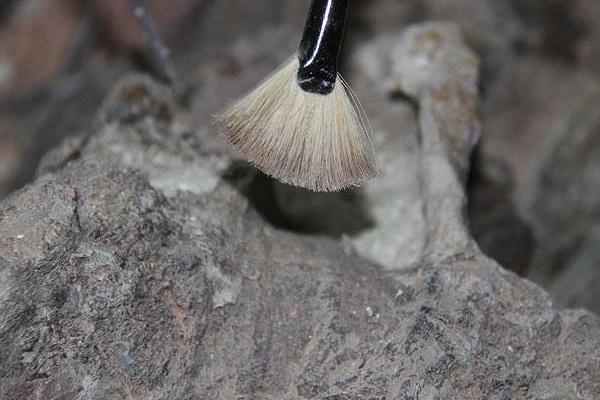 300 bin yıllık insan iskeleti kalıntısı bulundu