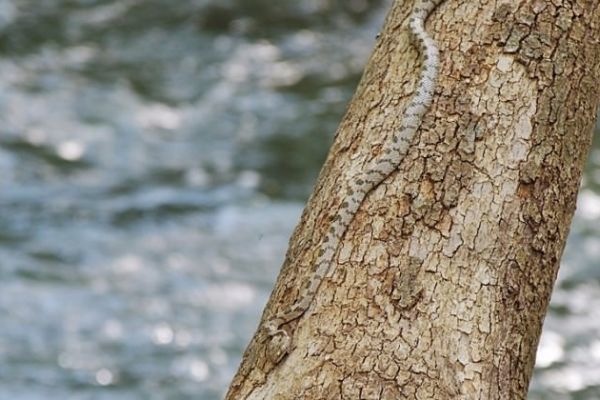 Nesli tehlikede! Isparta'da görüldü