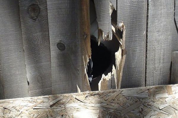 GSM operatörüne yerleştirilen bombalar imha edildi