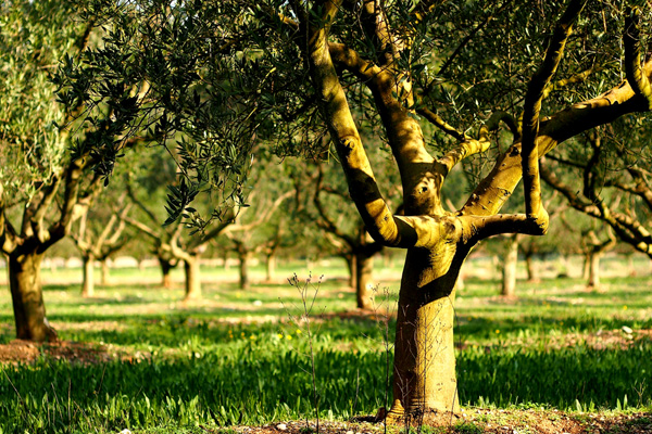 Zeytin krizinde 'ortak yol' adımı