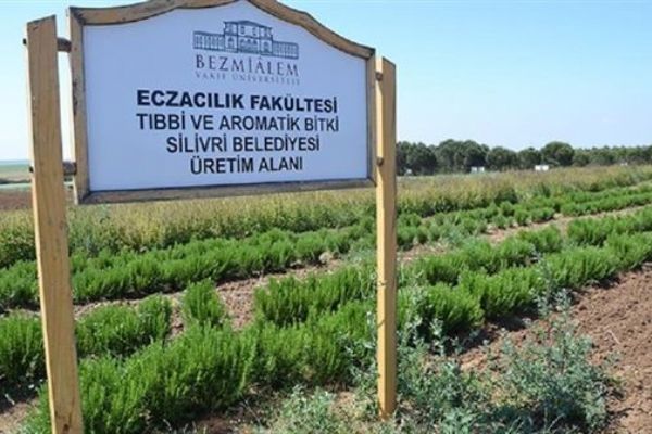 Türkiye'de ilk kez ilaç sanayisi için bitki yetiştiriliyor