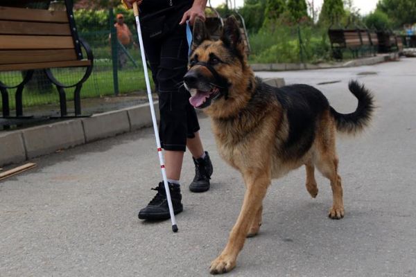 Görme engelliler için 'rehber köpeklere' standart geliyor