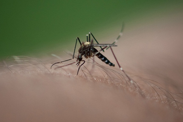 Bu besinleri tüketmek sivrisinekleri uzaklaştırıyor