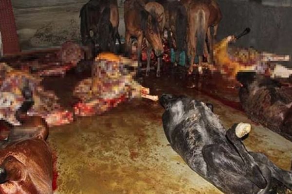 Adana'da At kasaplarından pes artık dedirten savunma