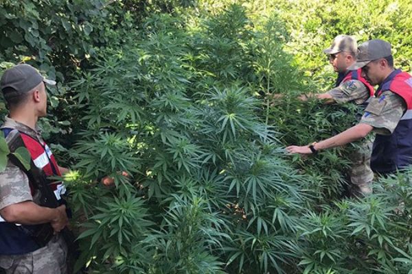 Hatay'da uyuşturucu operasyonu: 80 kök Hint keneviri ele geçirildi