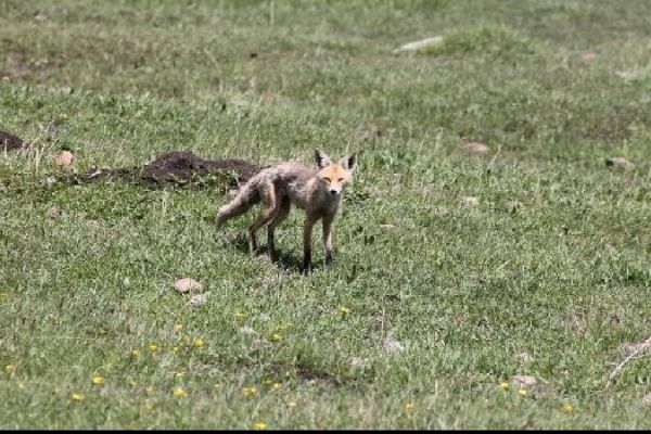 Kars'ta görüntülendi: Kızıl tilki...