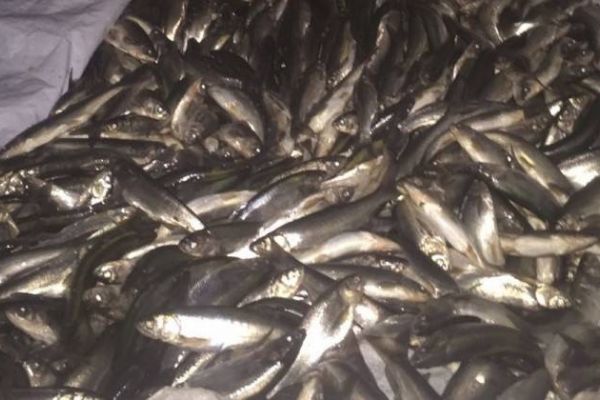 Van'da ele geçirildi! Tam 10 ton!