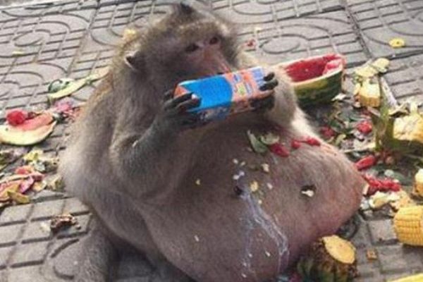 Tayland'da bulduğu yiyeceği yiyen maymun sosyal medyada fenomen oldu