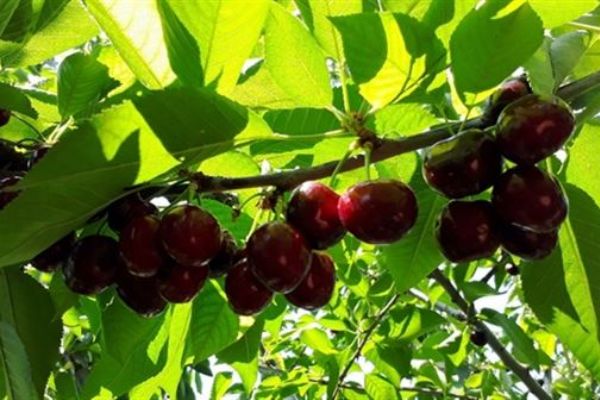 Ramazanda en fazla kiraz ucuzladı