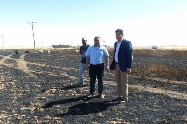 Harran’da 300 dekar ekili alan yandı